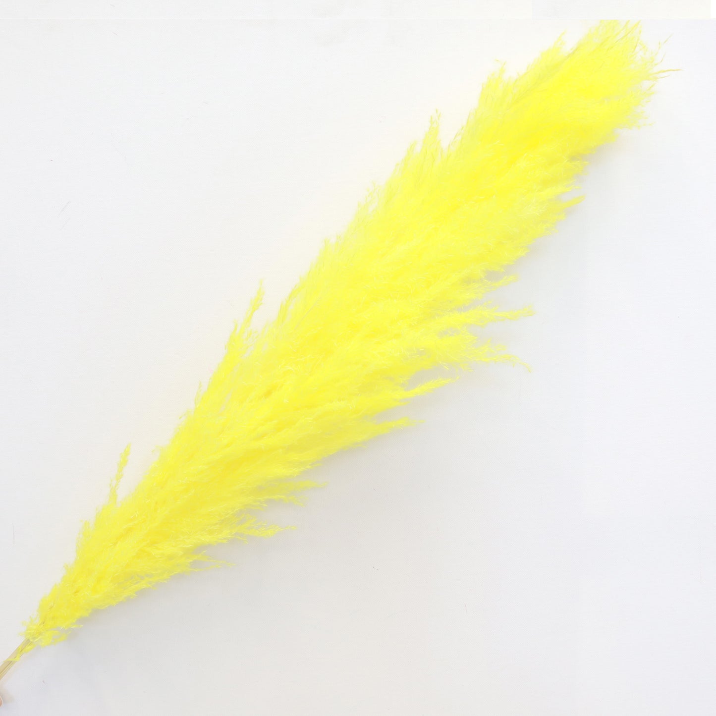 Pampas Grass Yellow