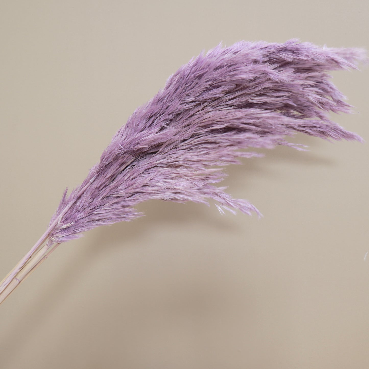 Giant Reeds Grass Purple