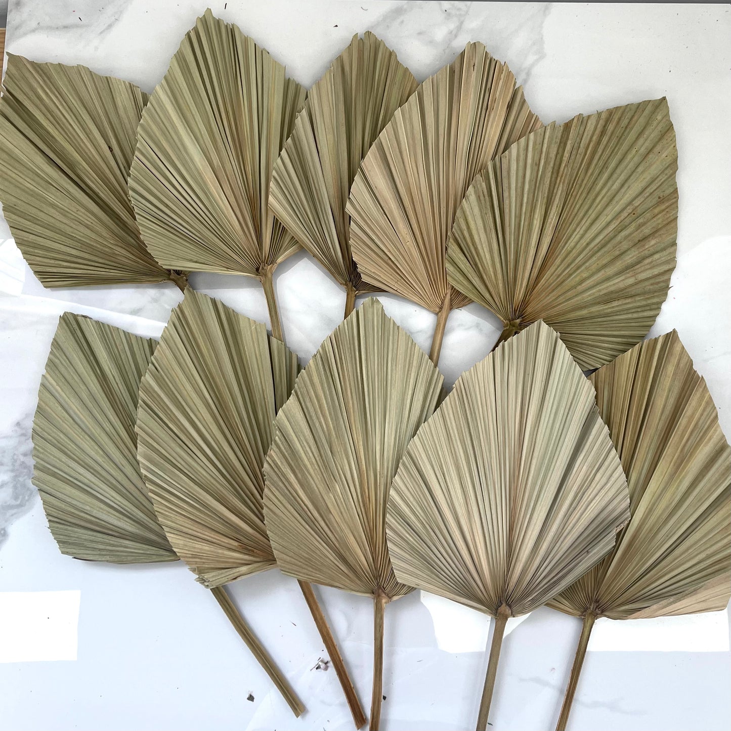 10 of Palm Leaf Medium Natural