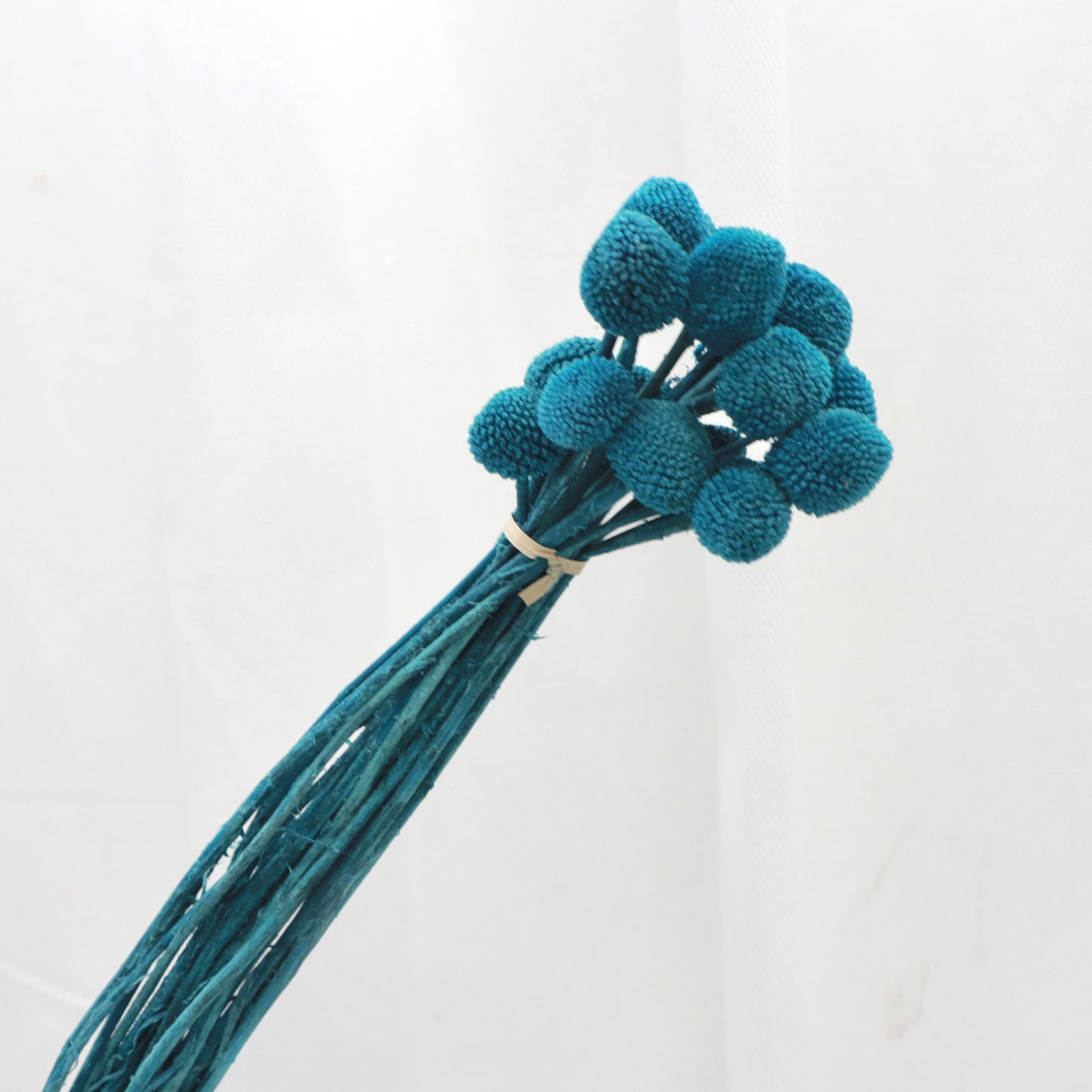 Billy Button Dark Teal