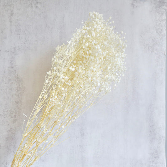 Baby’s Breath Bleached White