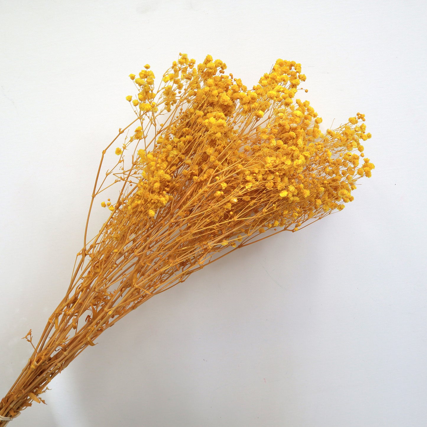 Baby's Breath Yellow