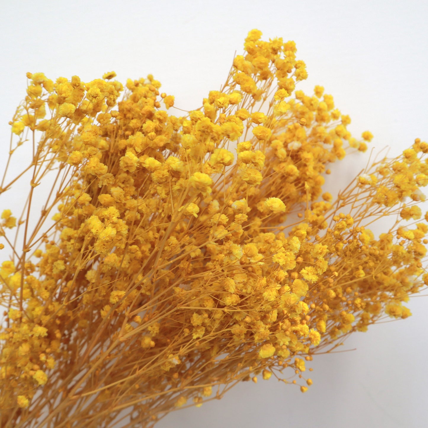 Baby's Breath Yellow