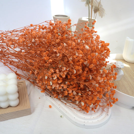 Baby's Breath Orange