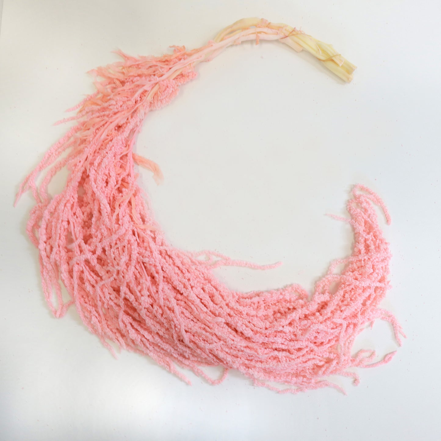 Amaranthus Pink