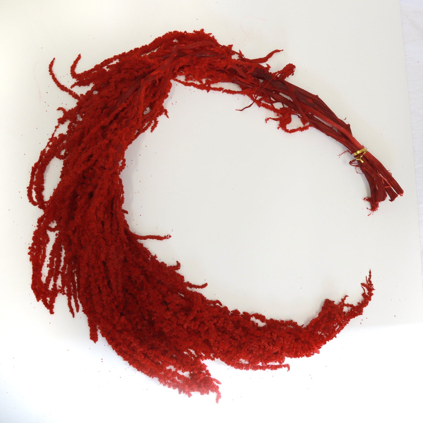 Amaranthus Red