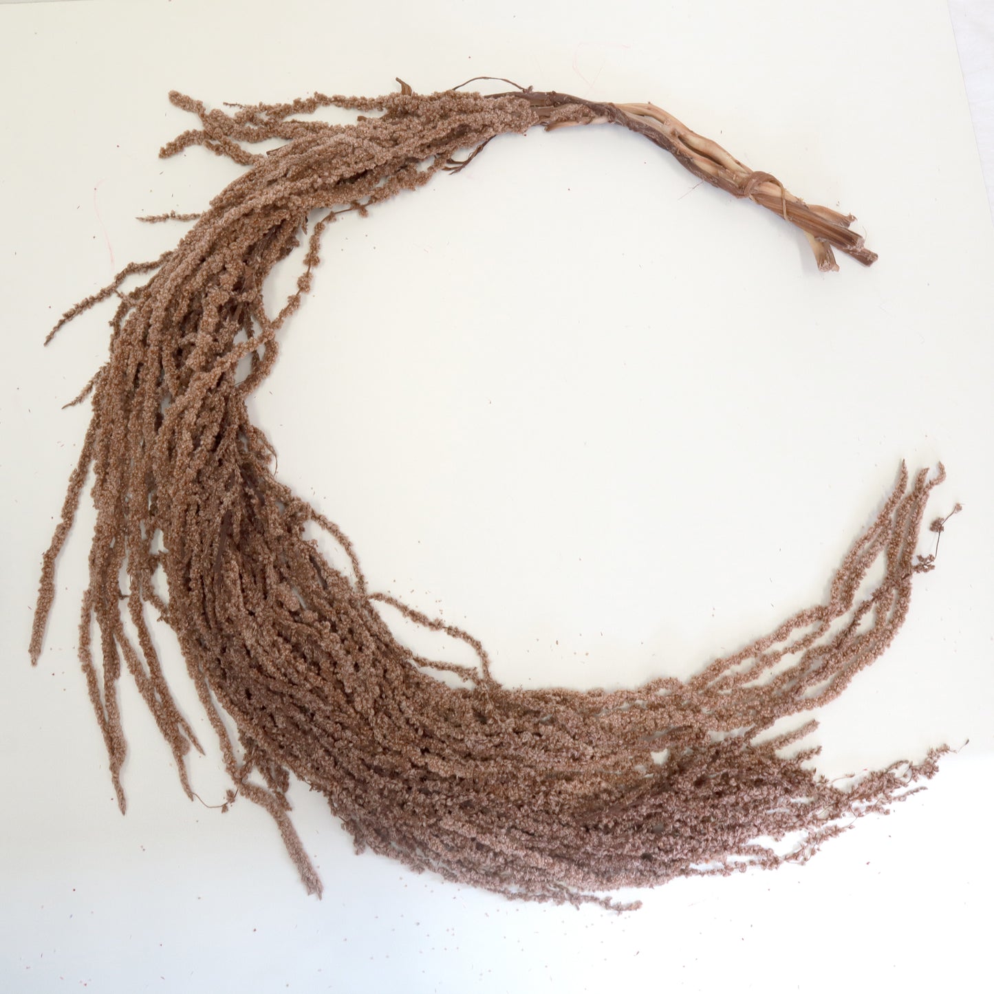 Amaranthus Brown