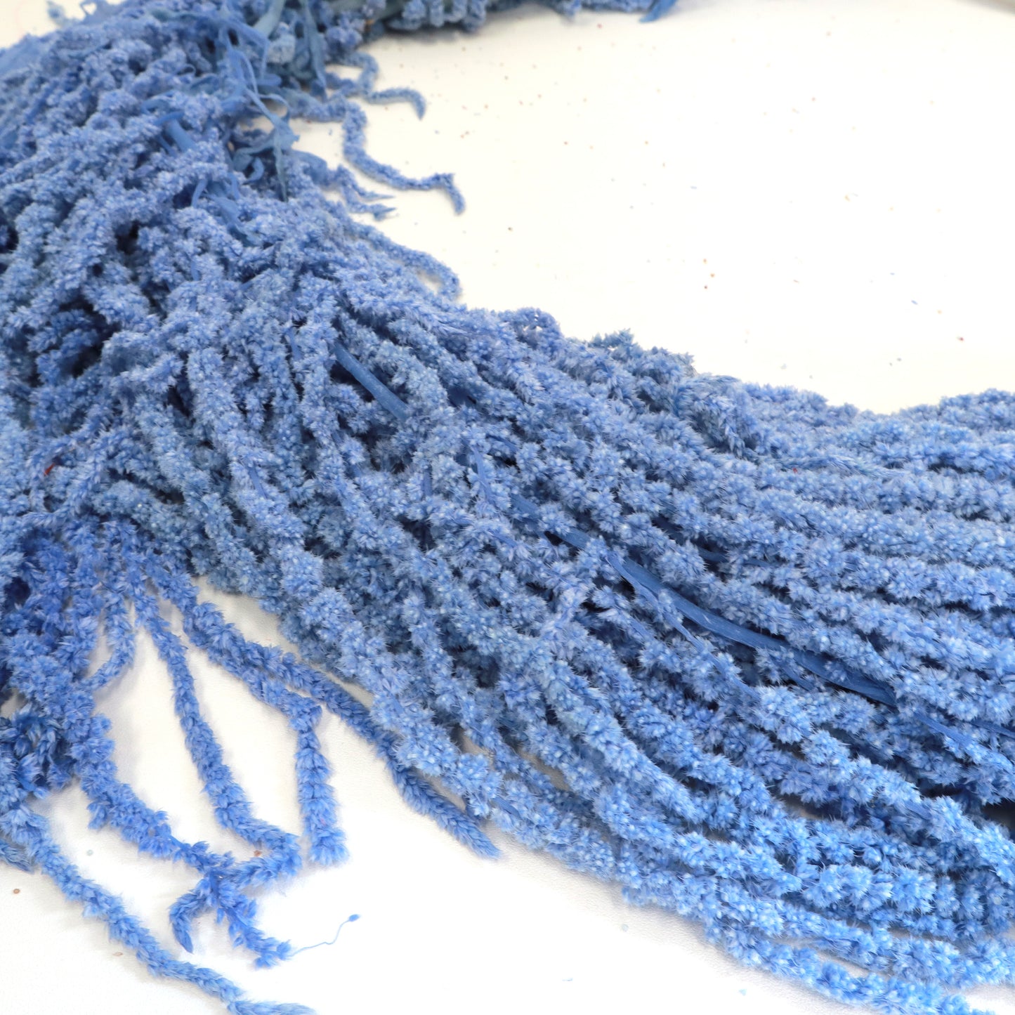 Amaranthus Blue