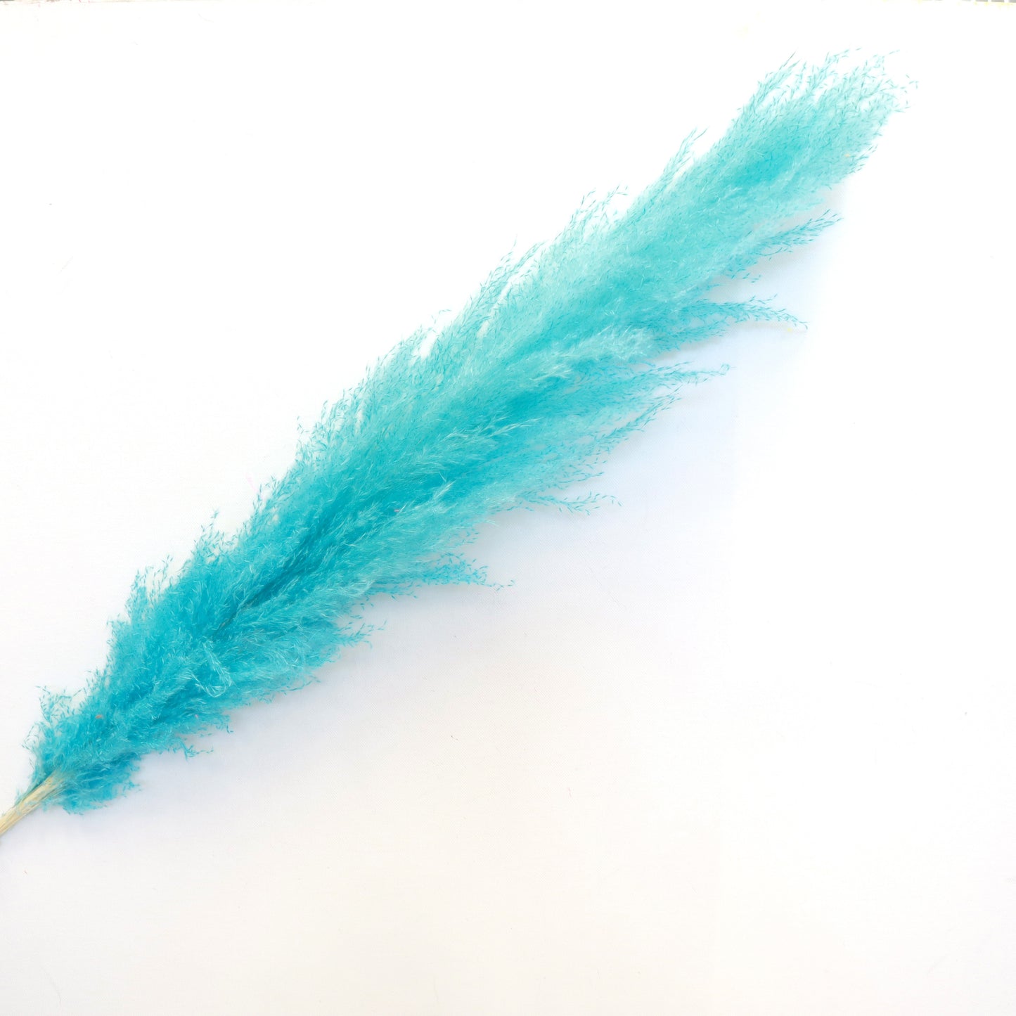 Pampas Grass Turquoise