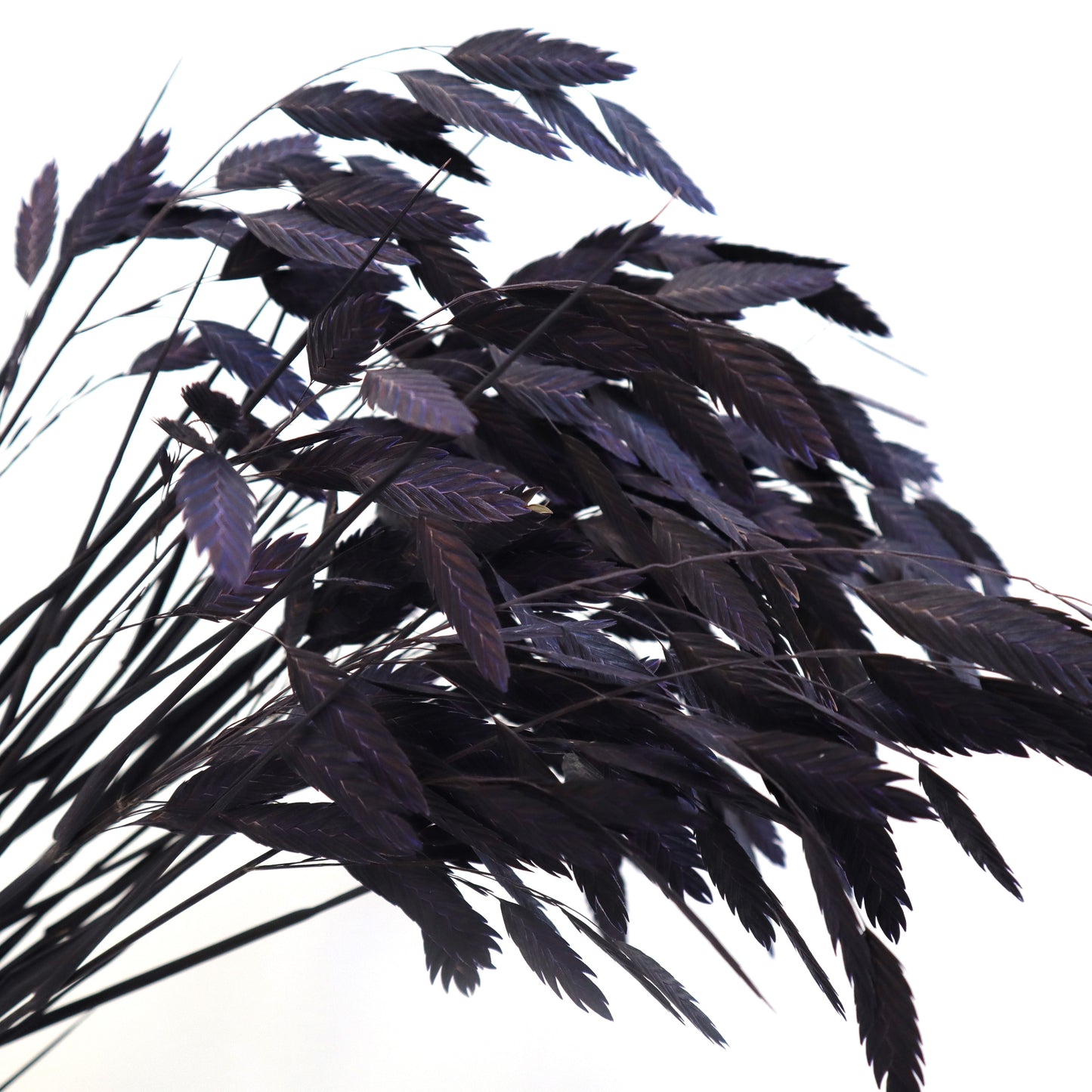 Sea Oats Dark Purple