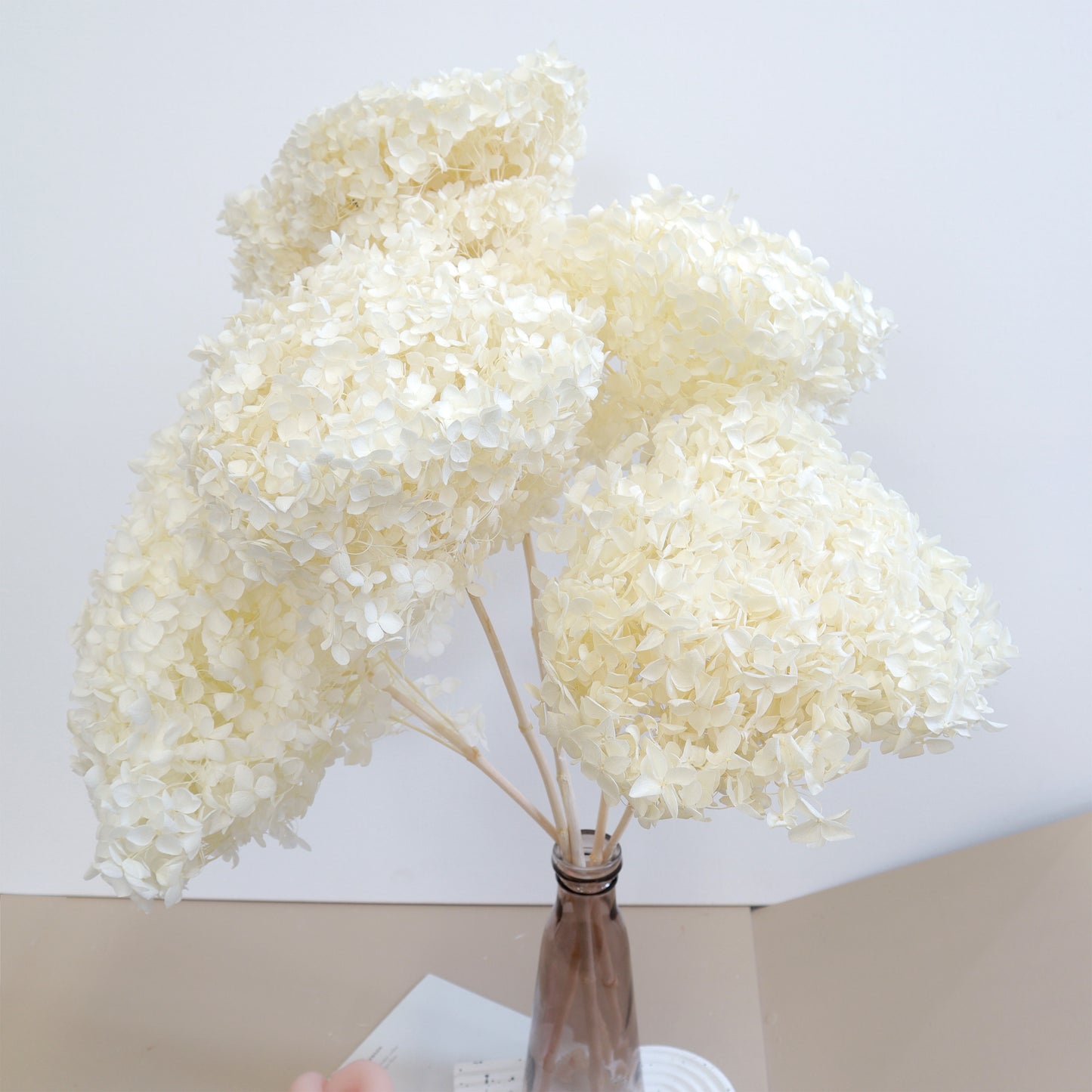 40 Stems of Annabelle Hydrangea Creamy White