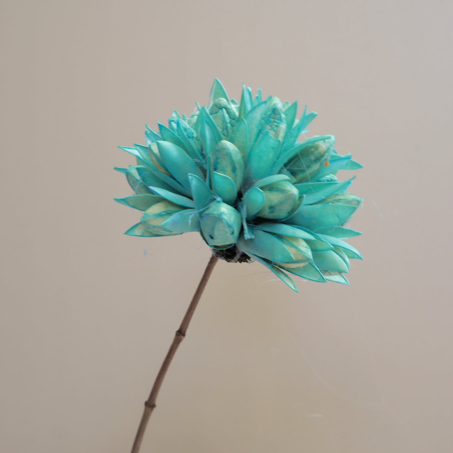 Magnolia Turquoise