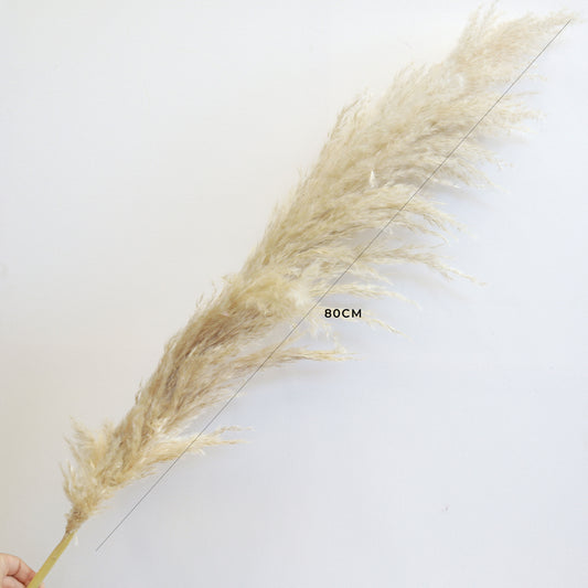 Pampas Grass Natural