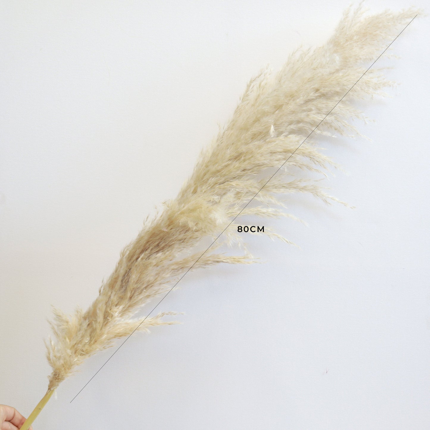 10 Stems of Pampas Grass Natural