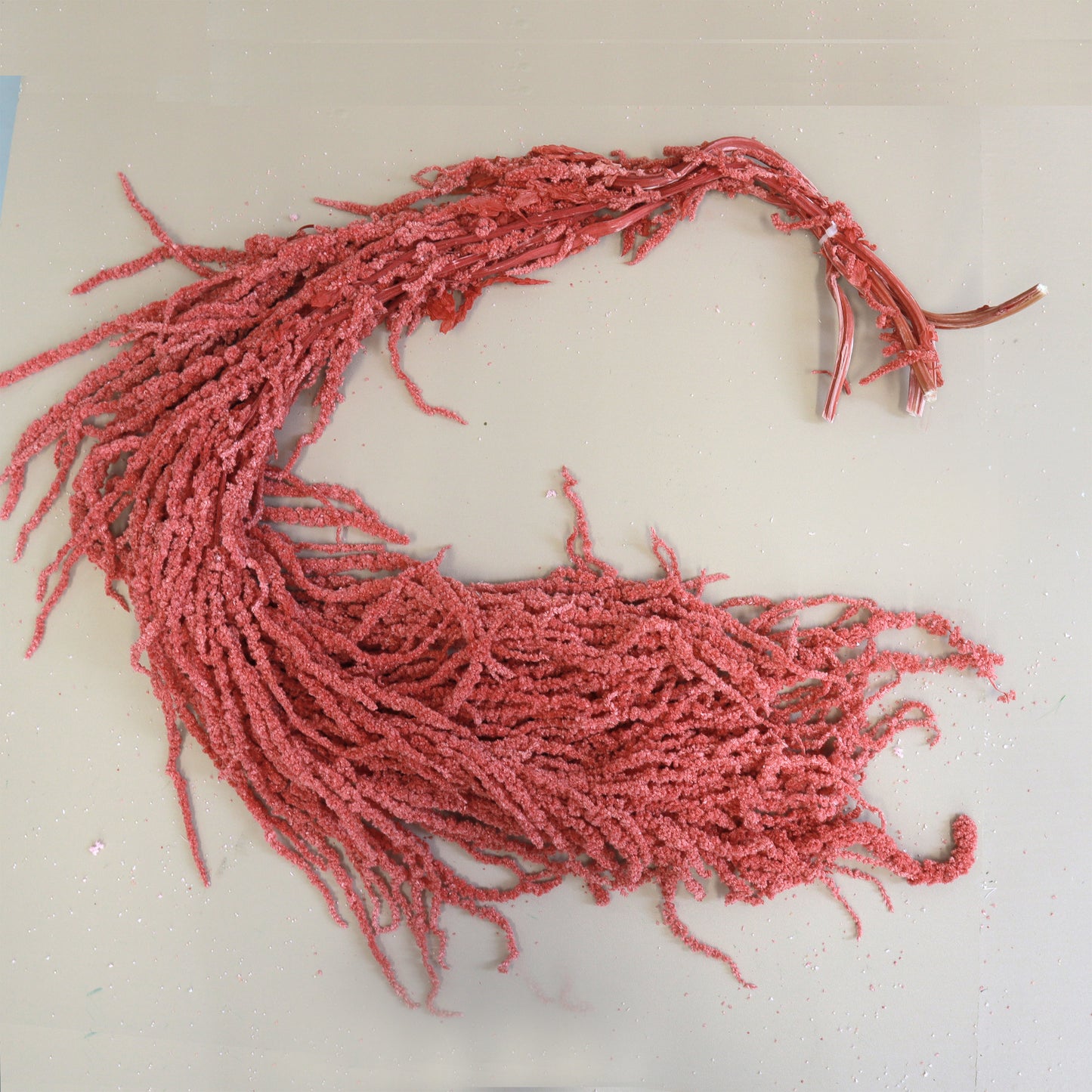 Amaranthus Tembikai Merah