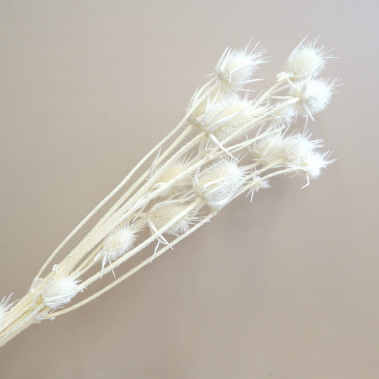 Thistle White