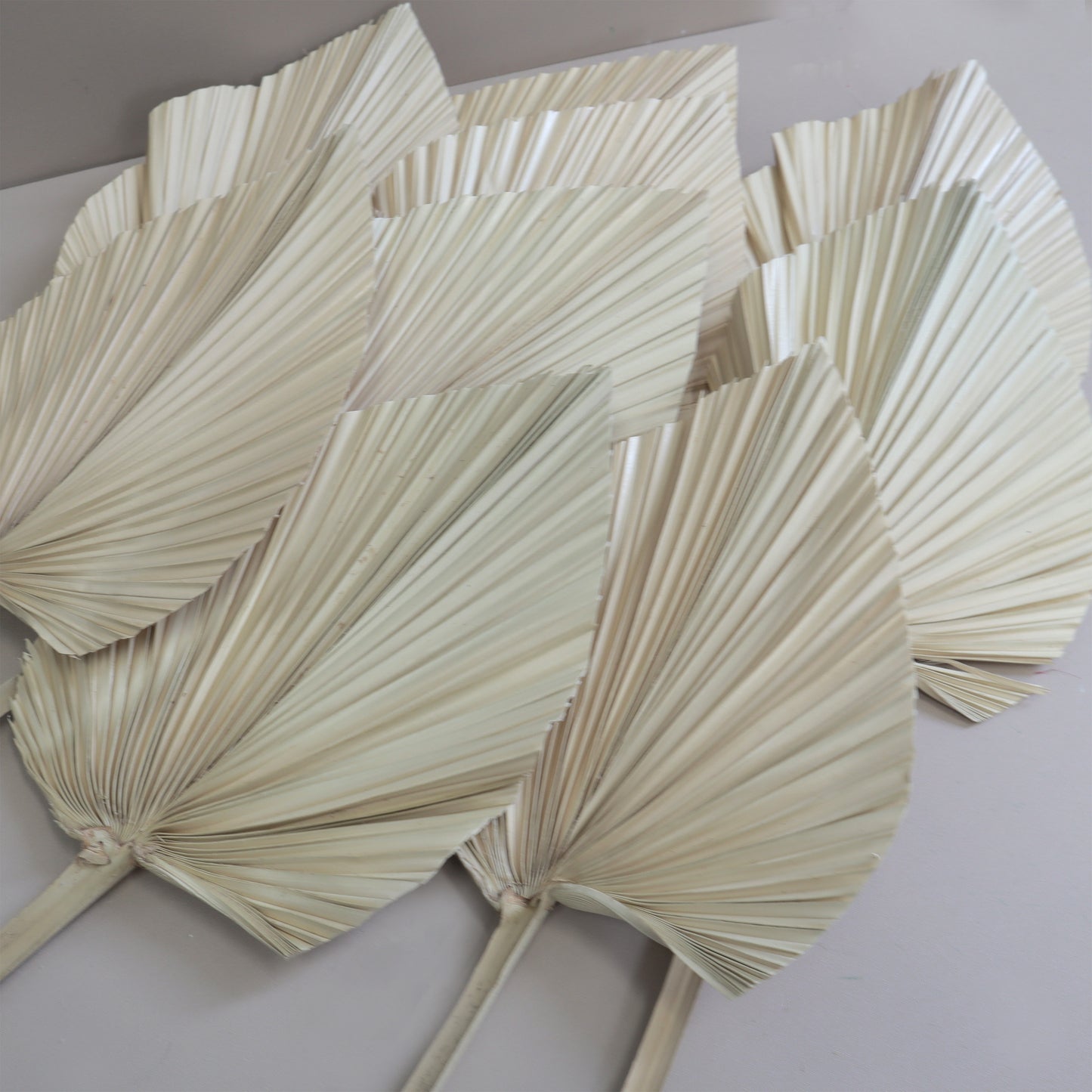 10 of Palm Leaf Medium Cream