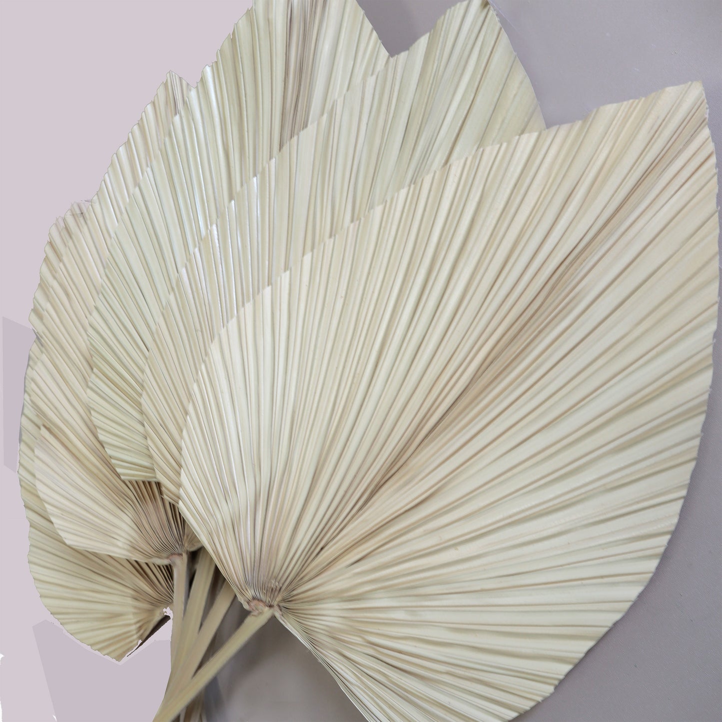 10 of Palm Leaf Large Cream