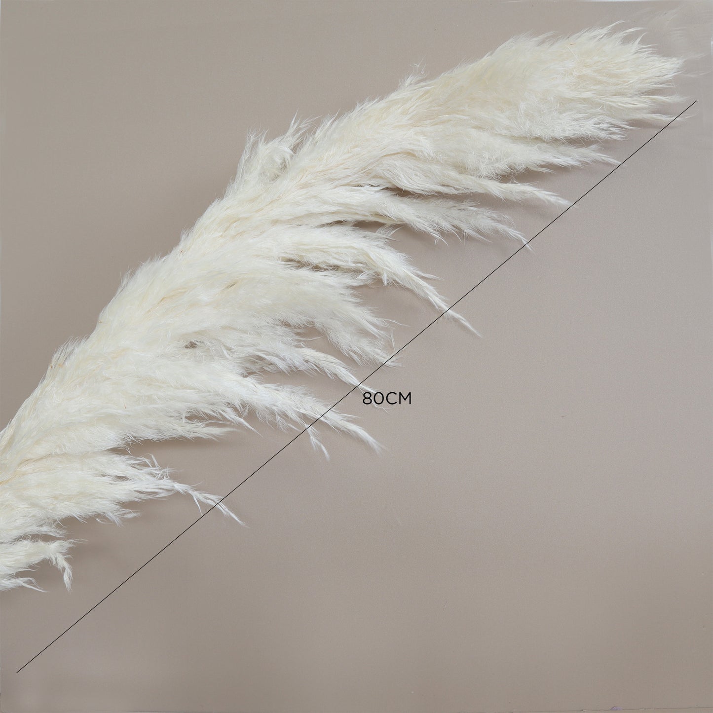 Pampas Grass White