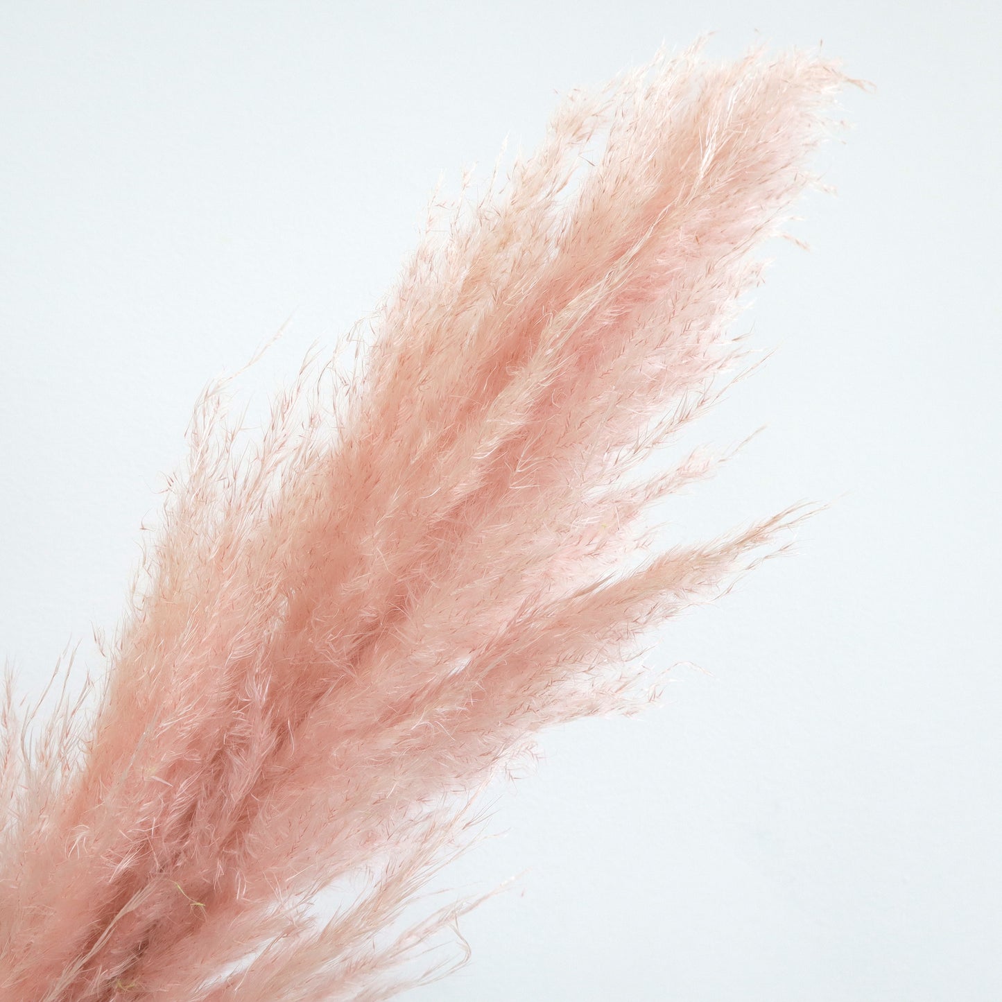 Pampas Grass Dusty Pink