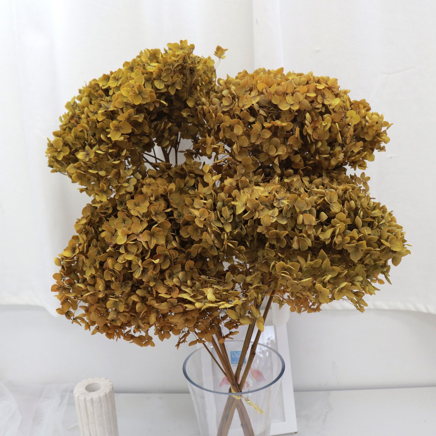 40 Batang Mustard Hydrangea