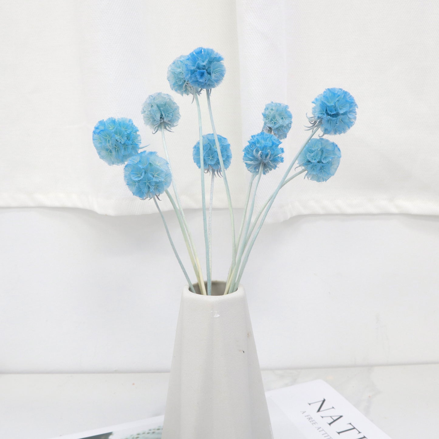 Scabiosa Sky Blue