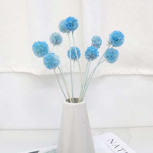 Scabiosa Sky Blue