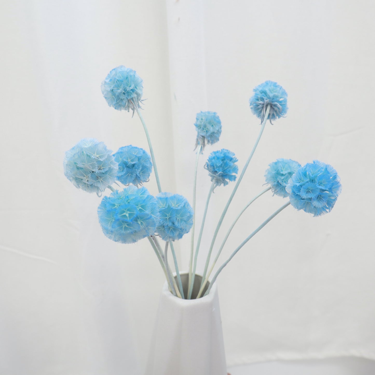 Scabiosa Sky Blue