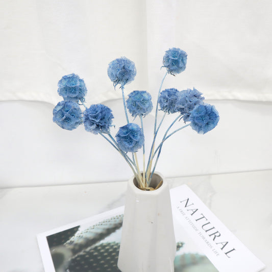 Scabiosa Dark Blue