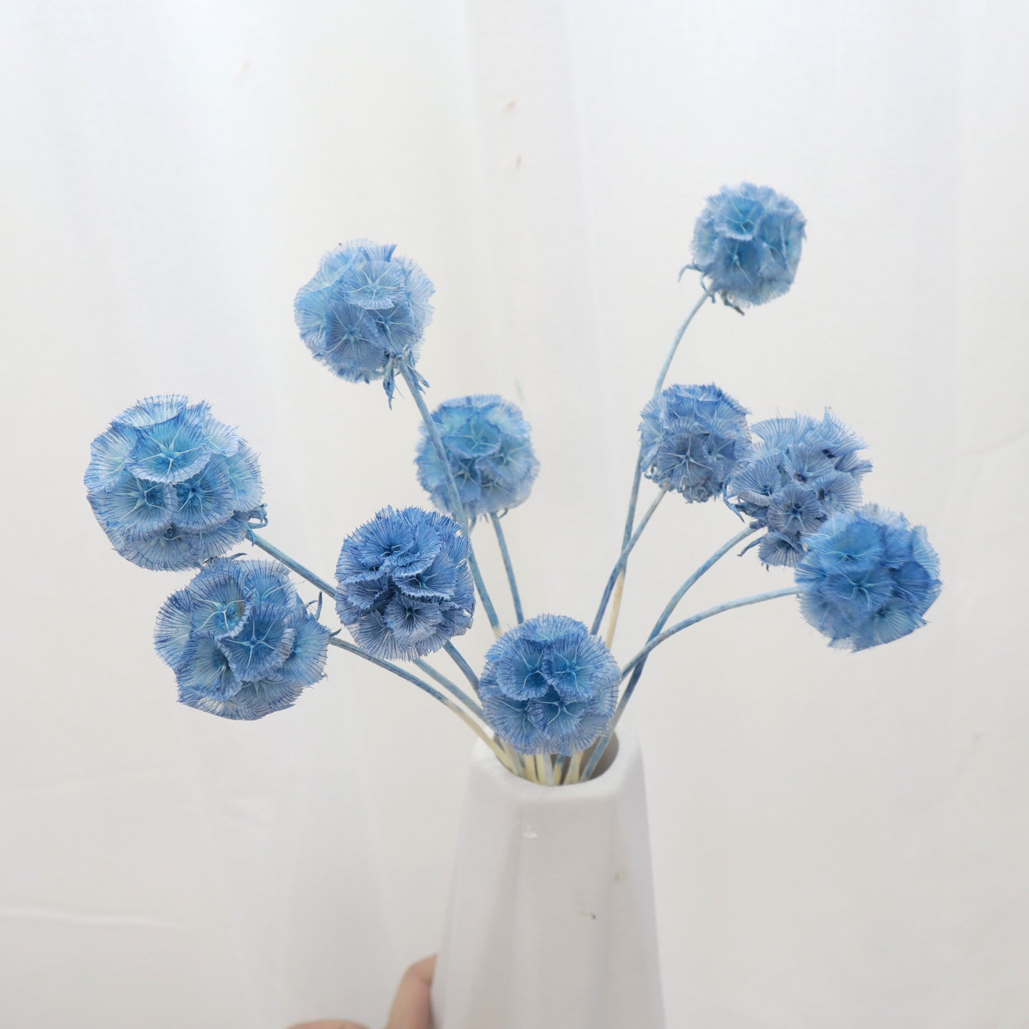 Scabiosa Dark Blue