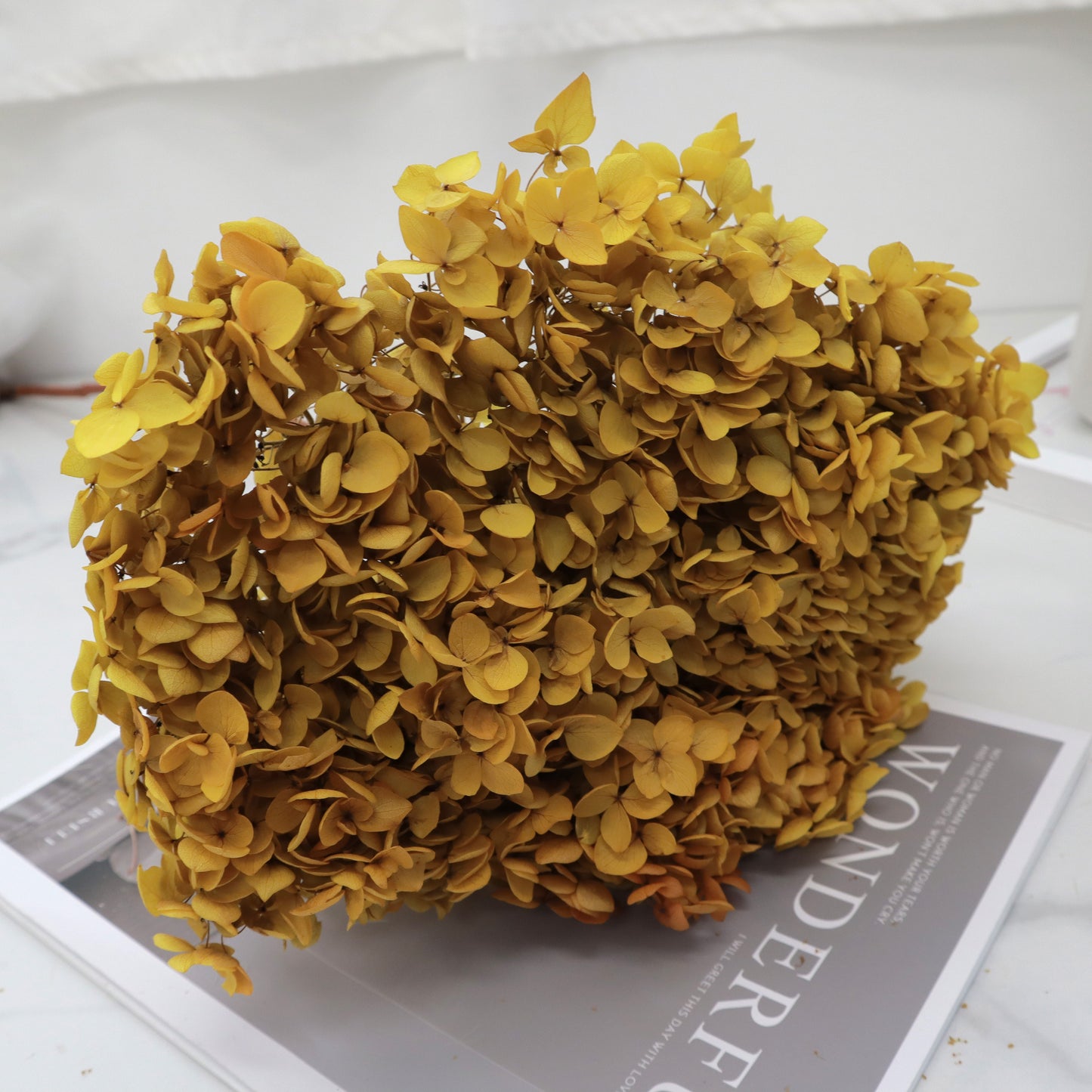 Annabelle Hydrangea Gold Yellow