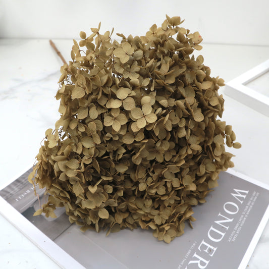 Annabelle Hydrangea Khaki