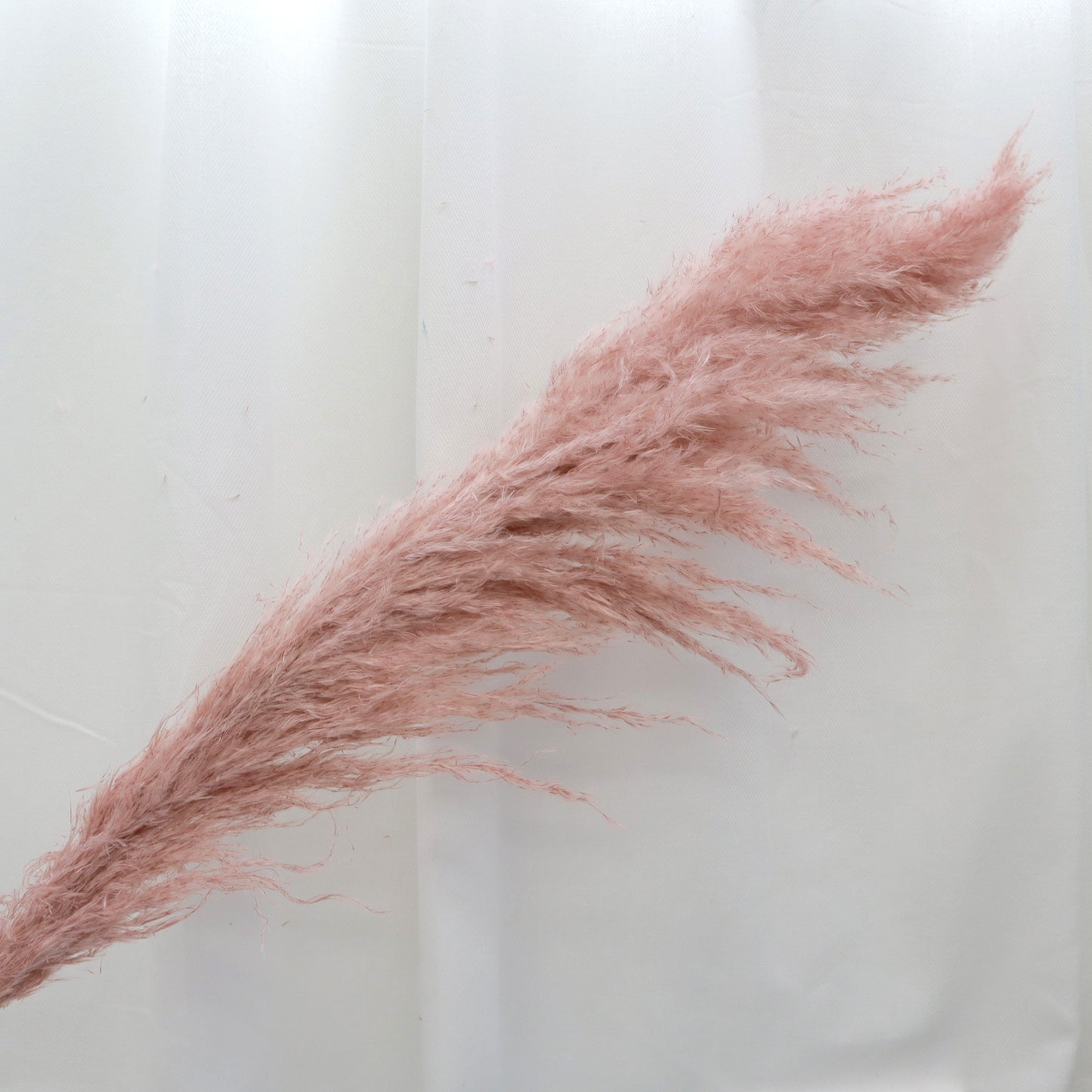 Pampas Grass Dusty Pink