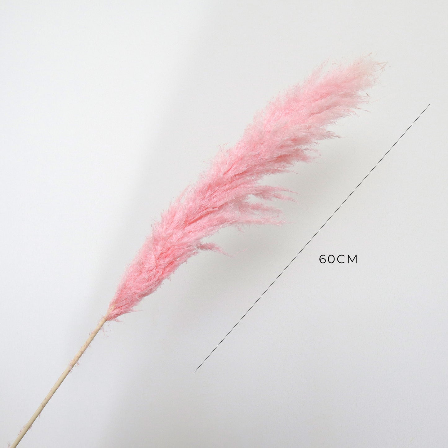 Pampas Grass Pink