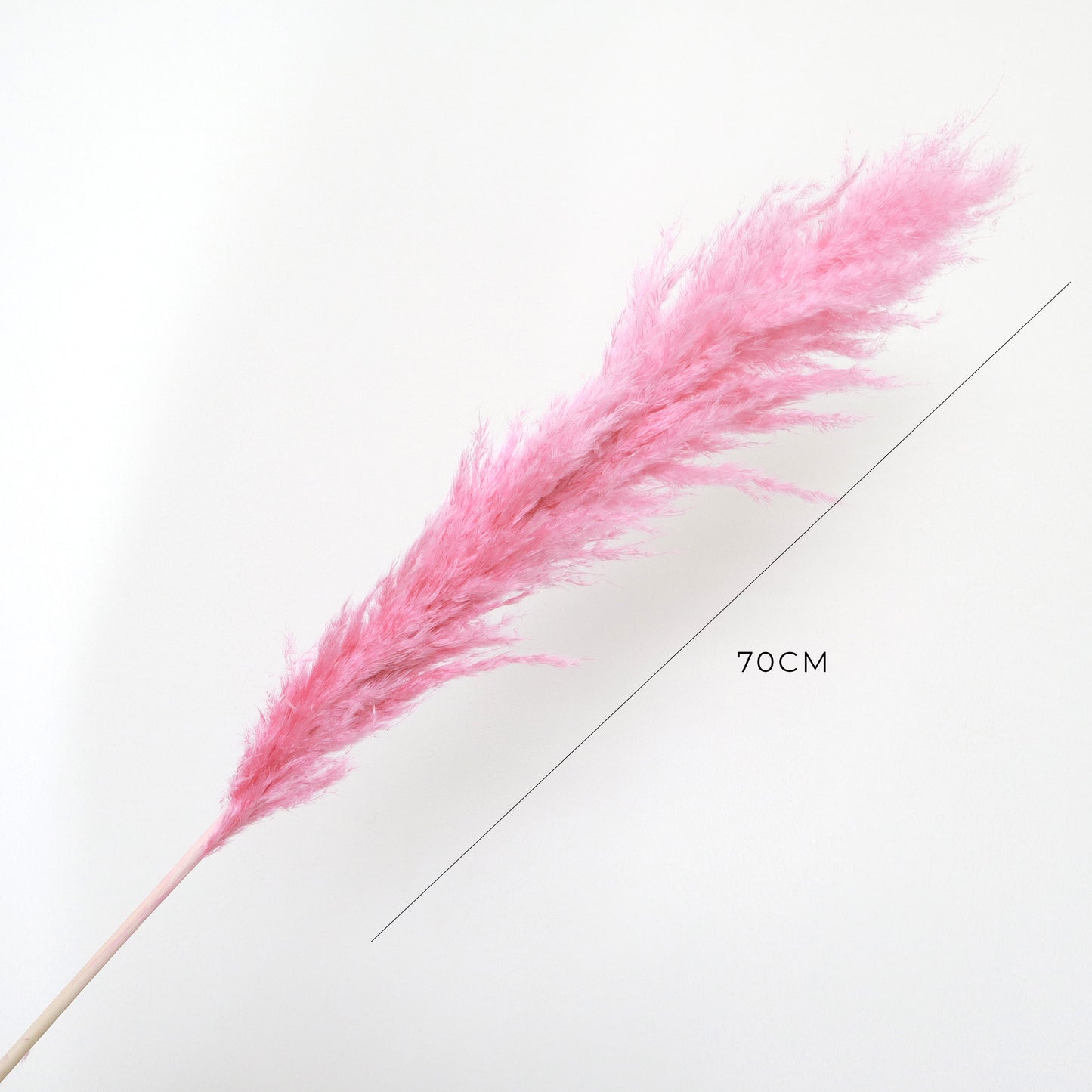 Pampas Grass Hot Pink