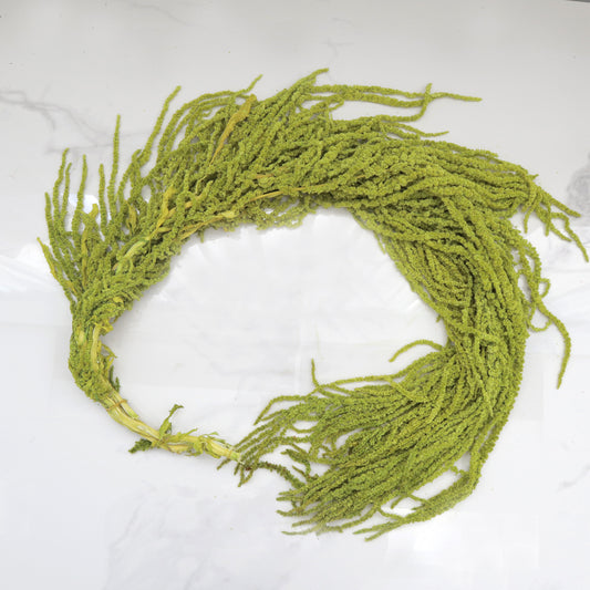 Amaranthus Olive Green