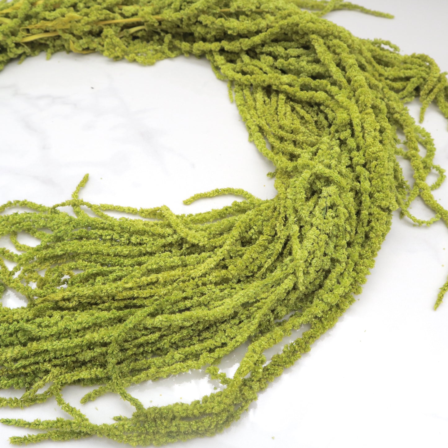 Amaranthus Olive Green