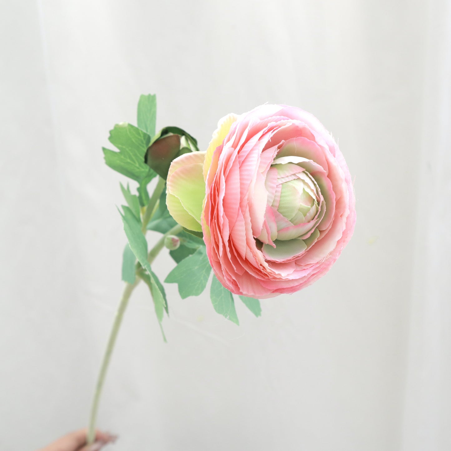 Sutera Tiruan Ranunculus Pink