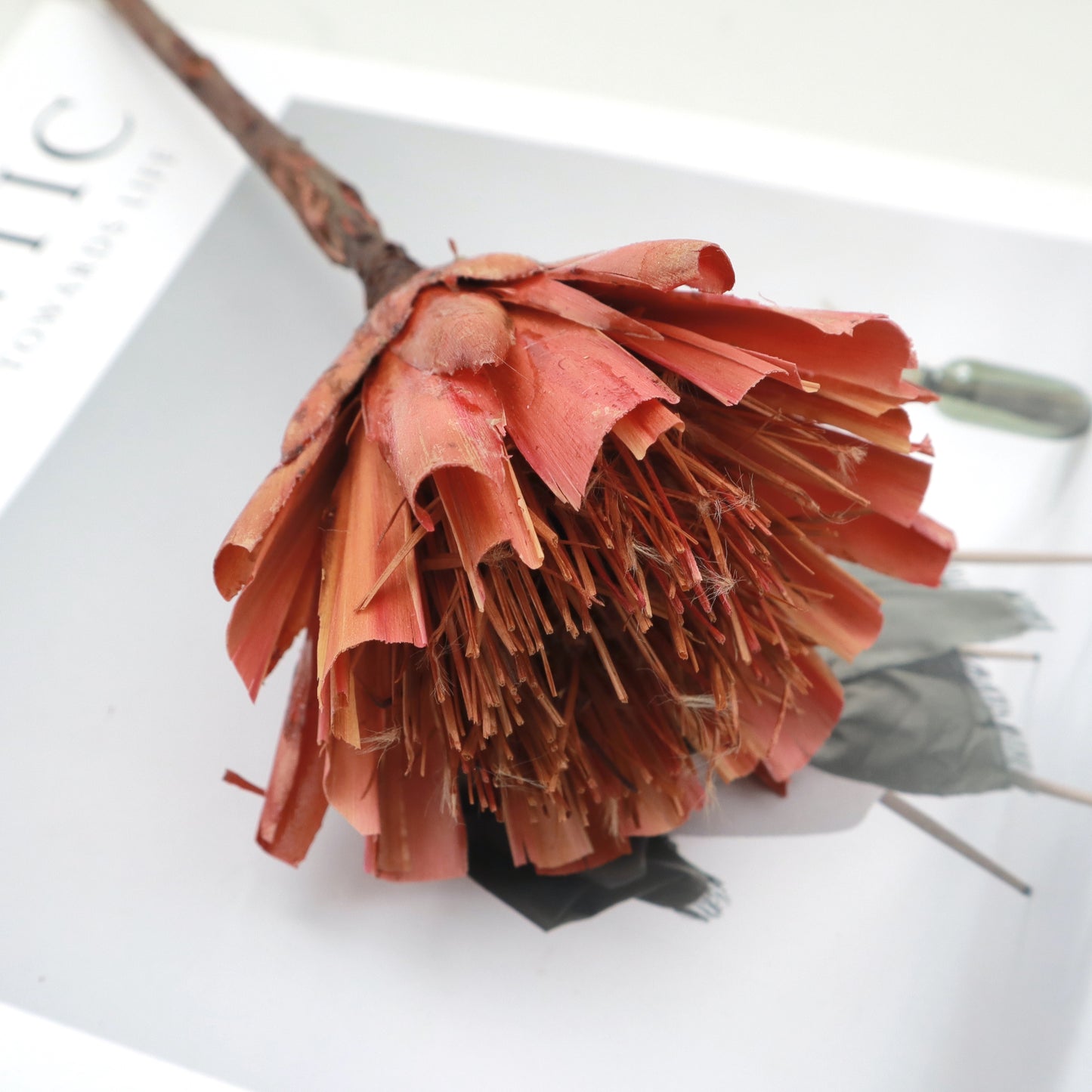 Dried Protea Repens Cut Red