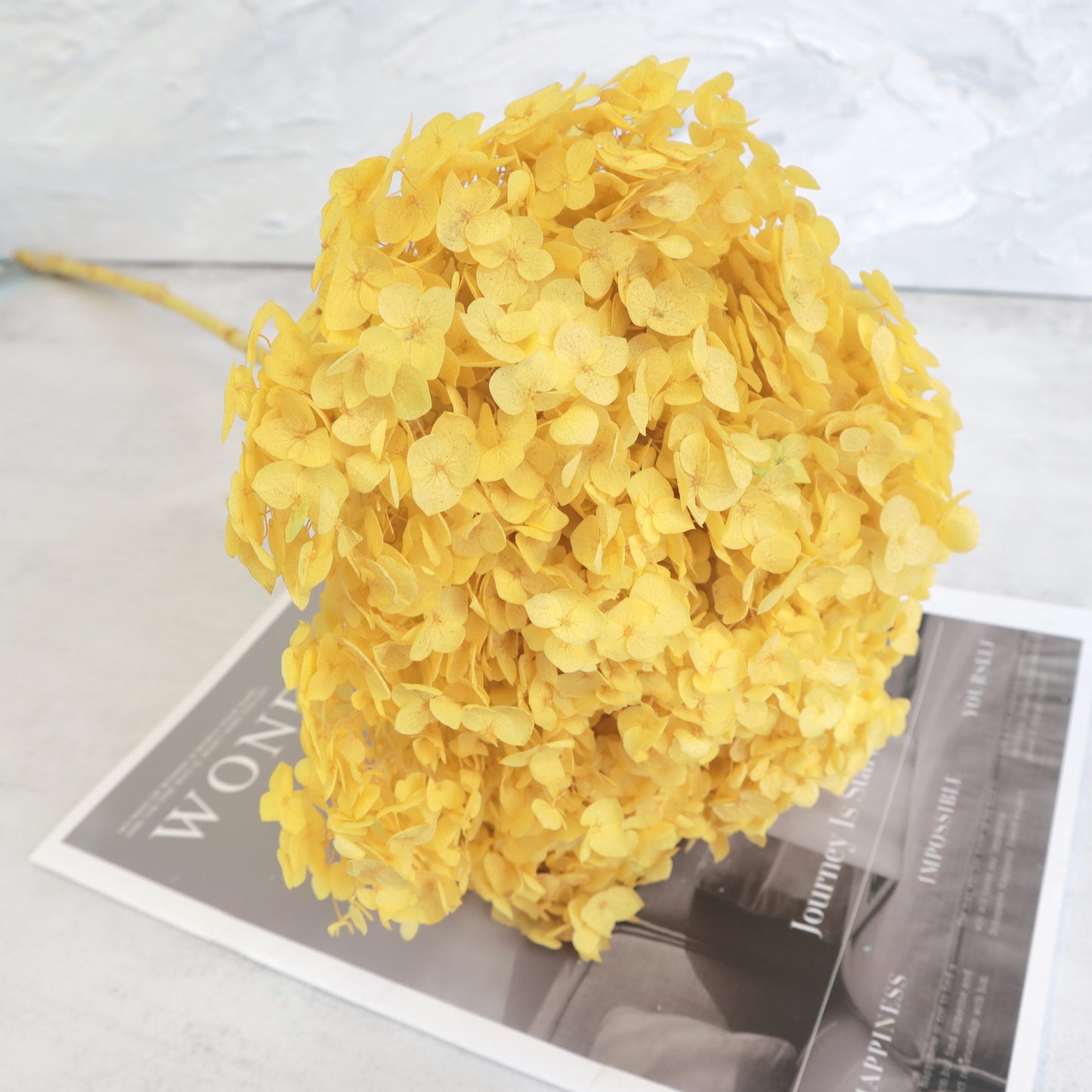 Annabelle Hydrangea Cyber ​​Yellow