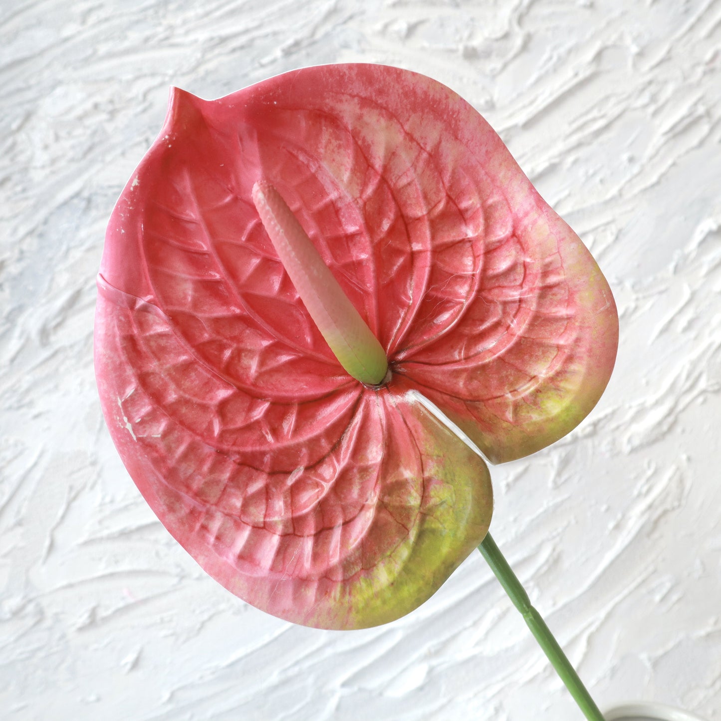 Anthurium Tiruan Merah Jambu Gelap