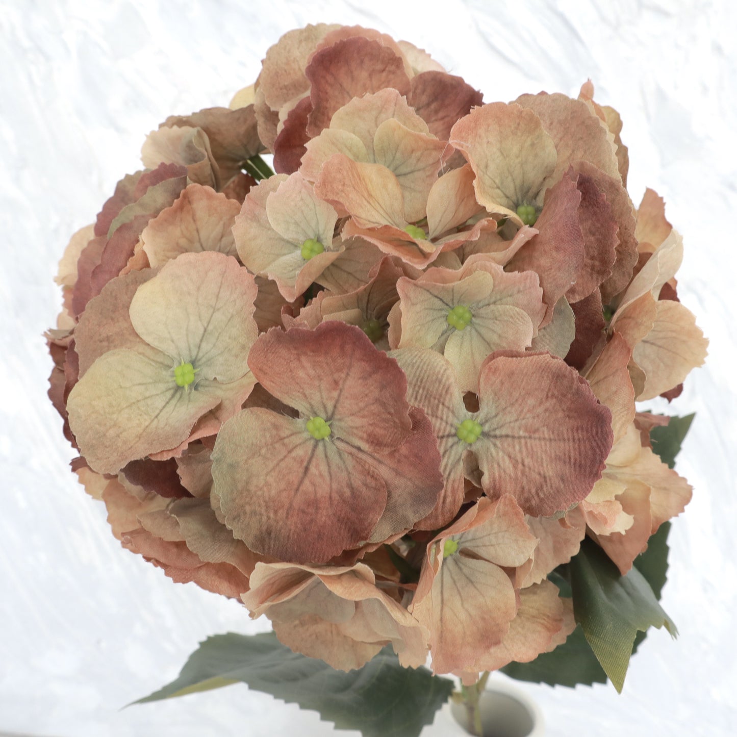 Sutera Hydrangea Bigleaf Hazelnut