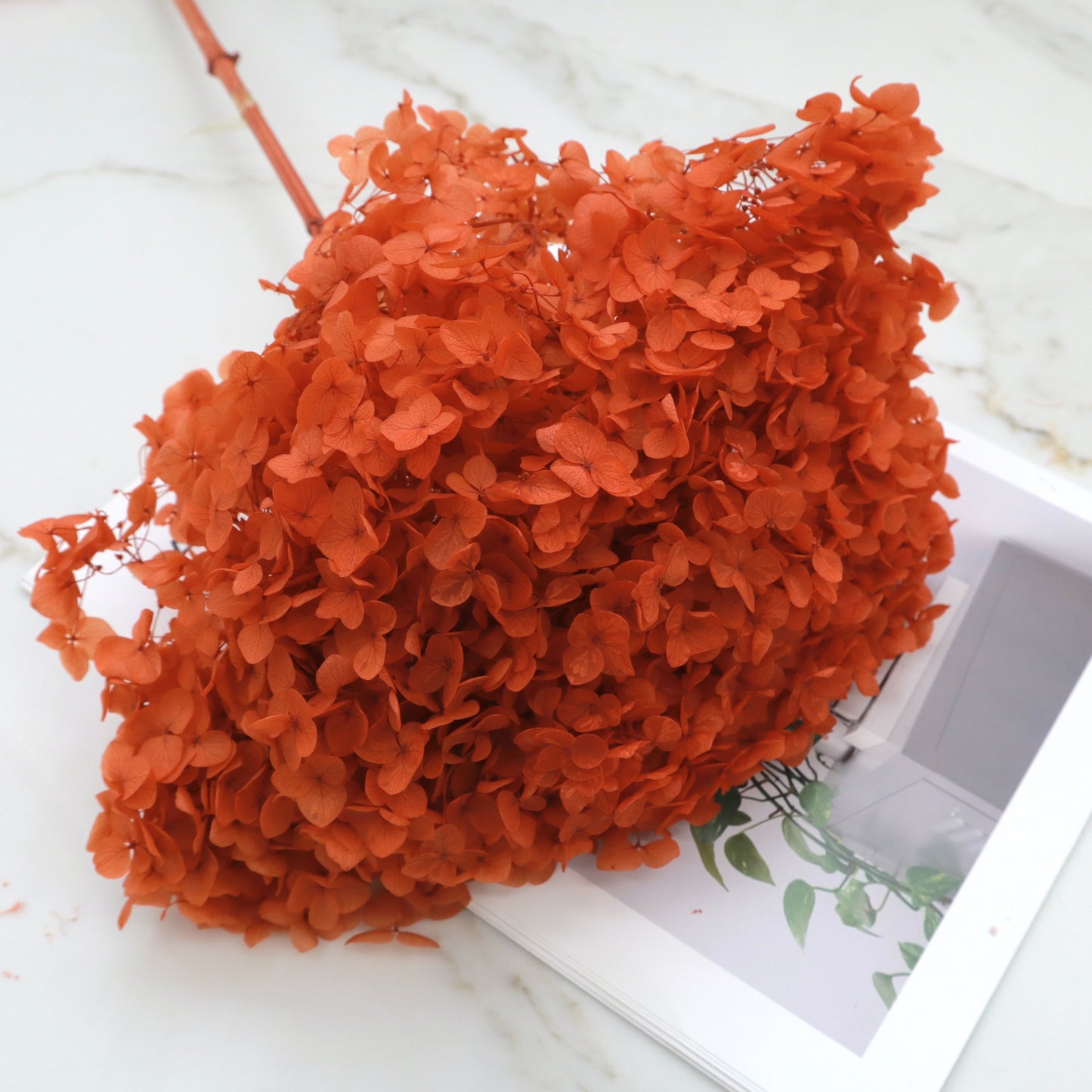 Annabelle Hydrangea Electric Orange