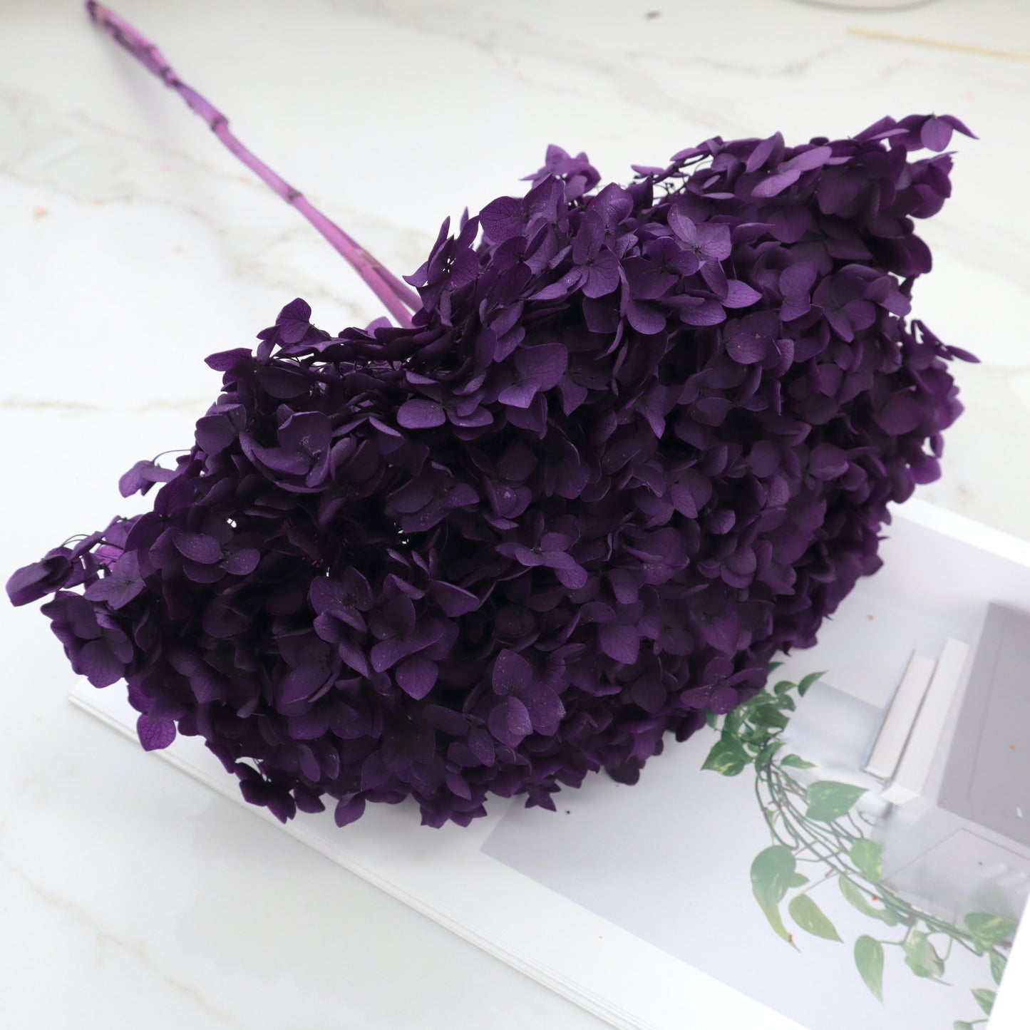 Annabelle Hydrangea Royal Purple