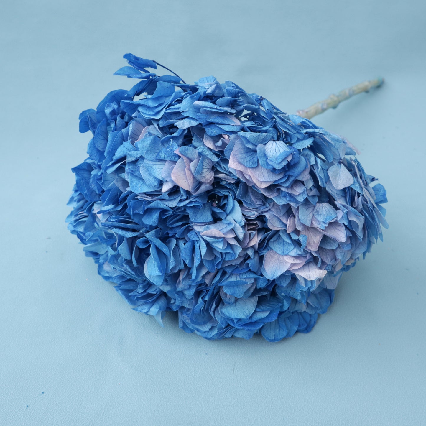 Hydrangea Bigleaf Gradient Blue