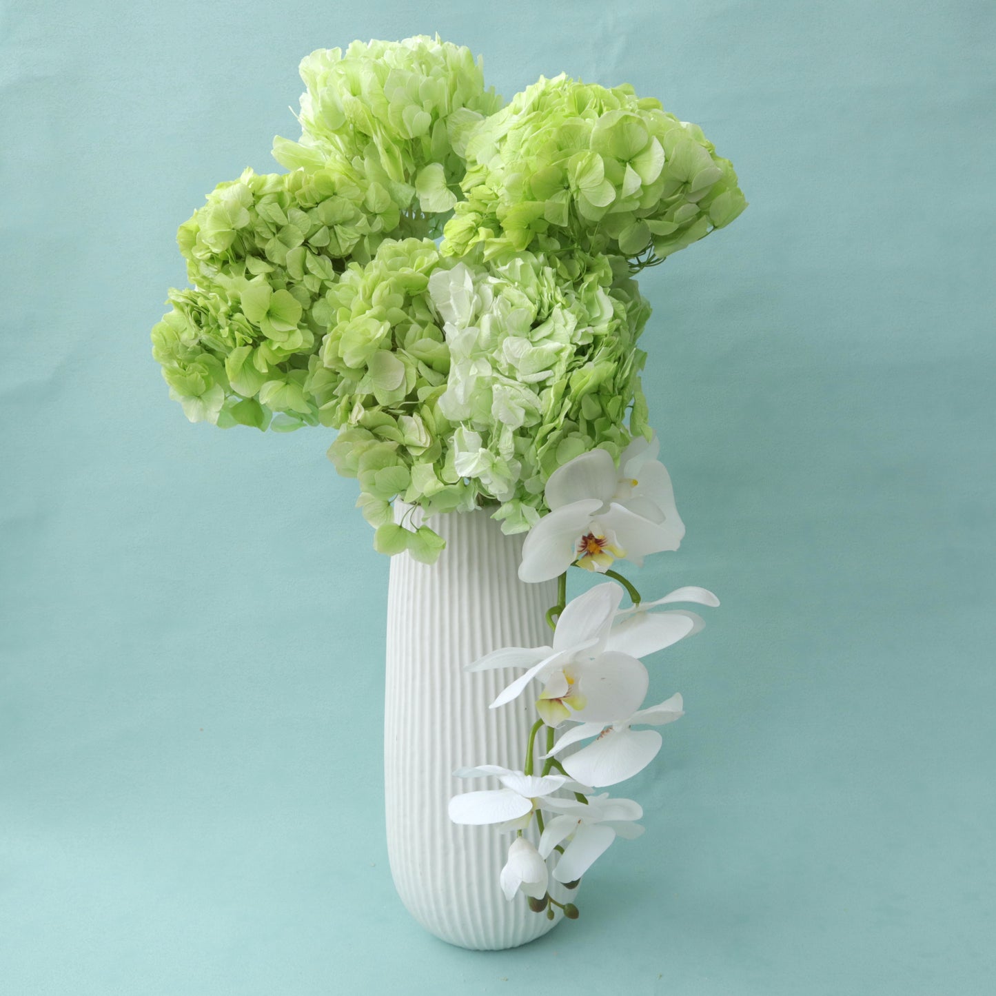 Limau Berdaun Besar Hydrangea