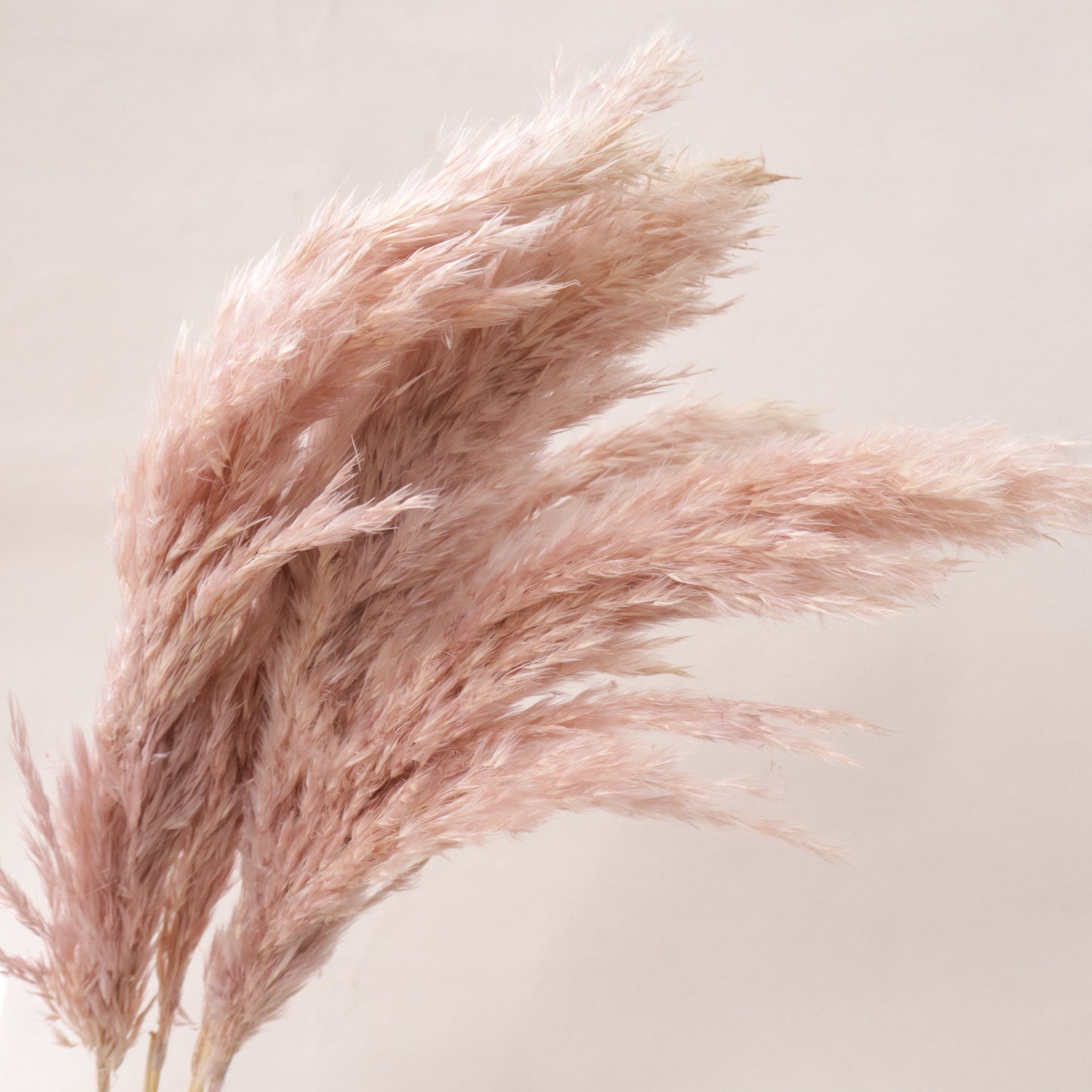 Giant Reeds Grass Crepe Pink