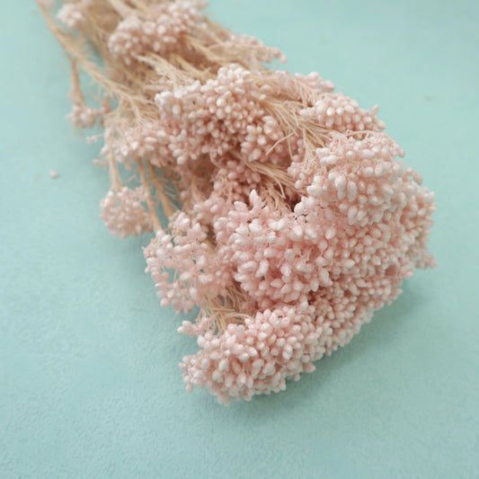 Rice Flower Pink