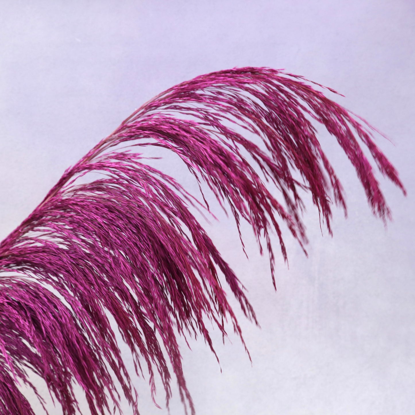 One Side Hanging Pampas Magenta