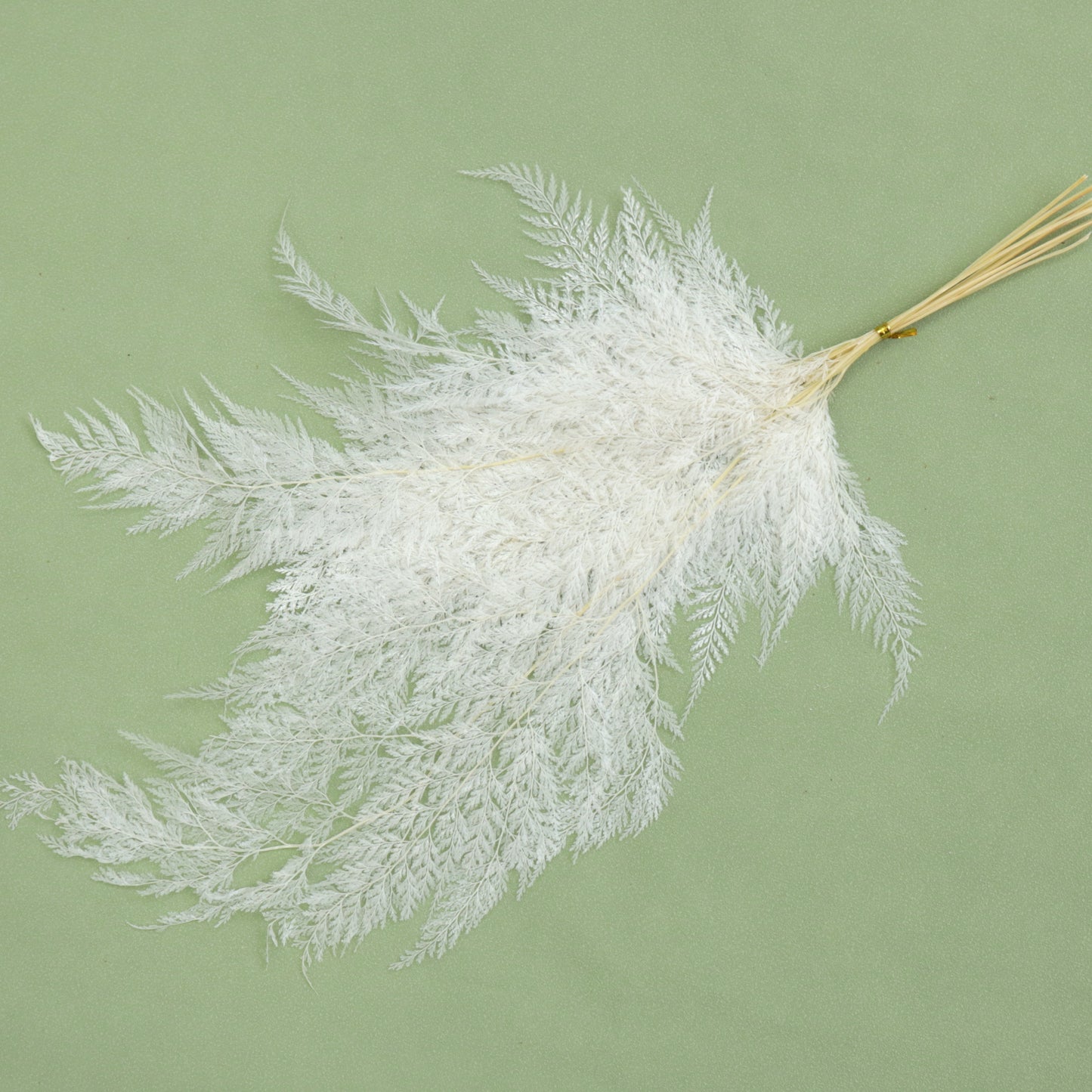 Leather Fern Small White (snow flake)